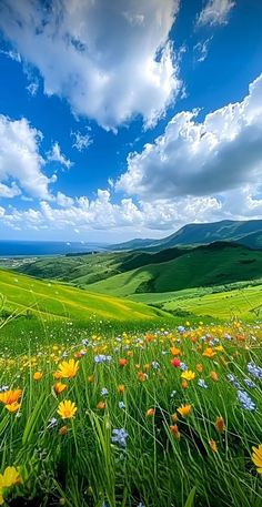 a field full of green grass and flowers under a blue sky with clouds above it