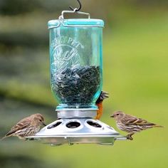 two birds are perched on a bird feeder and one is eating seeds from the other