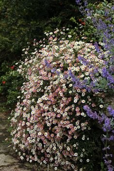 a bunch of flowers that are in the grass