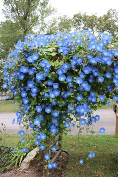 blue flowers growing on the side of a tree in front of a mailbox with green leaves