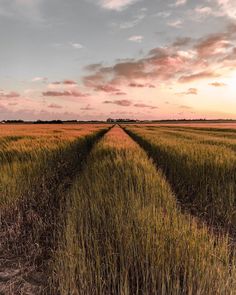 the sun is setting over an open field with tall grass on both sides and a line of trees in the distance