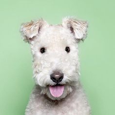 a small white dog with its tongue out and it's eyes wide open, sitting in front of a green background