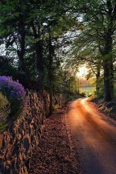 the sun shines brightly through the trees and leaves on this dirt road that leads to a stone wall