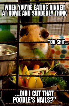 a hamster in a cage eating food from a bowl