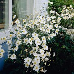 white flowers are growing in front of a window sill with green plants around it