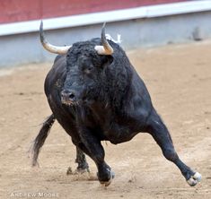 a bull is running in the dirt with horns on it's head and tail