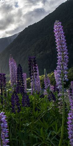 purple flowers are in the foreground with mountains in the backgrounnd and clouds in the sky