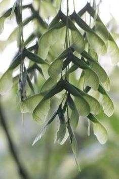 some green leaves hanging from a tree branch