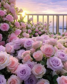 many pink and white roses are in the foreground as the sun sets behind them