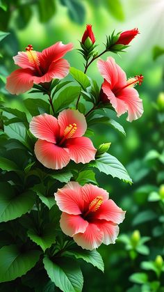 red and white flowers with green leaves in the foreground, on a sunny day