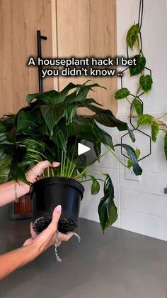 a person holding a potted plant with the caption, a houseplant hack i bet you didn't know