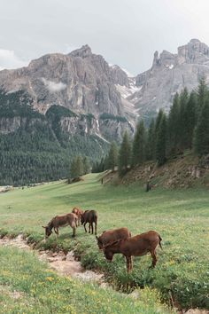 horses graze on grass in the mountains