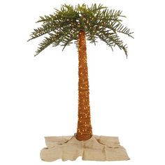 a tall palm tree with lots of leaves