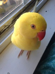 a yellow bird sitting on top of a window sill