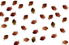 many brown and red leaves on a white background