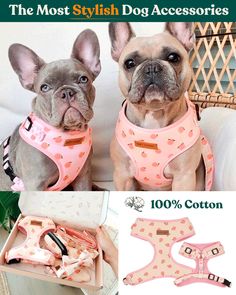 two dogs wearing pink harnesses and vests, one is sitting next to the other