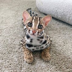 a small cat sitting on top of a carpet