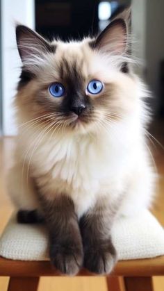 a siamese cat with blue eyes sitting on top of a wooden table and looking at the camera