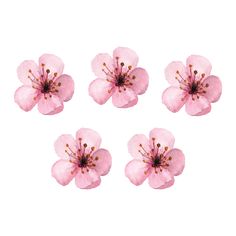 four pink flowers on a white background