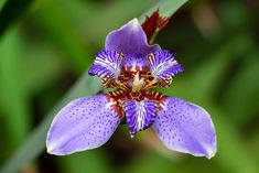 a purple flower with spots on it's petals