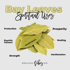 Bay Leaves – Soulfulvibesco Burn Bay Leaves, Herbs For Protection, Burning Bay Leaves, Tea Health, Tea Health Benefits