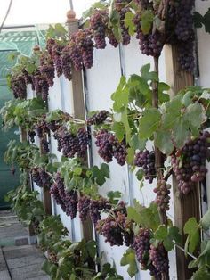 grapes growing on the side of a building