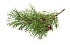 pine branch with cones on white background