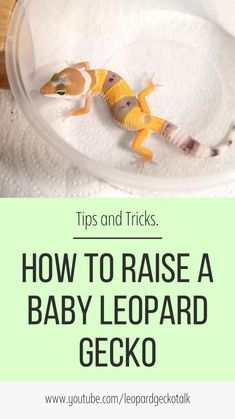 a baby leopard gecko in a bowl with text overlay reading tips and tricks how to raise a baby leopard gecko