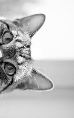 a black and white photo of a cat's face with it's eyes wide open