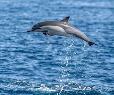 a dolphin jumping out of the water