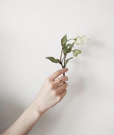 Gillian Stevens, Hand Photography, Yennefer Of Vengerberg, Sebastian Michaelis, Claire Fraser, Hand Reference, The Infernal Devices, White Aesthetic, Favorite Rings