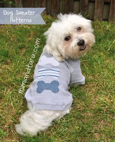 a small white dog wearing a sweater with a blue bone on it