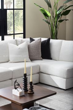 a living room filled with furniture and a large plant in the middle of the room