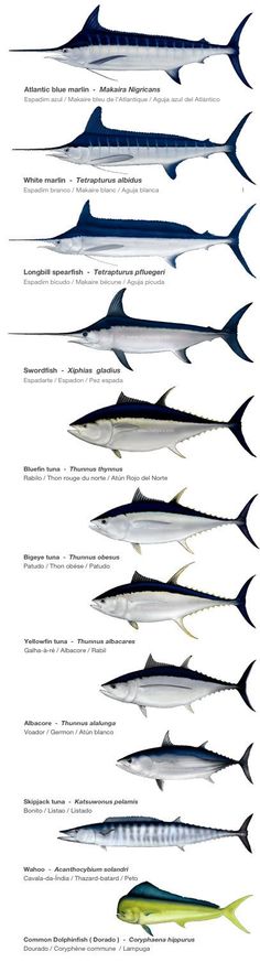 an image of different types of fish