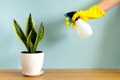 a person in yellow gloves and rubber gloves is cleaning a potted plant