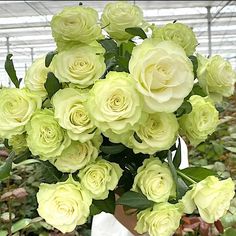 a bouquet of yellow roses in a greenhouse