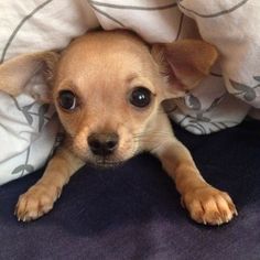 a small brown dog laying on top of a bed covered in blankets and pillows with eyes wide open