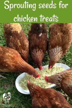 Chickens love sprouts - learn how to make them here! Sprouting Seeds, Chicken Treats, Raising Backyard Chickens, Chicken Garden, Building A Chicken Coop, Egg Laying