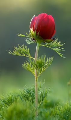 a single red flower with green leaves in the foreground