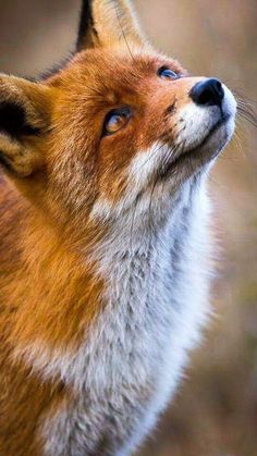 a red fox looking up at the sky