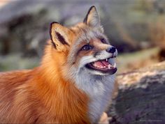 a red fox with it's mouth open standing next to a tree trunk and looking at the camera