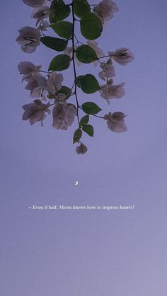 there is a tree branch with white flowers in the foreground and a sky background