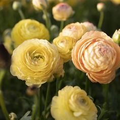 yellow and pink flowers in a garden setting