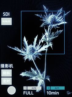 an image of a flower on the screen