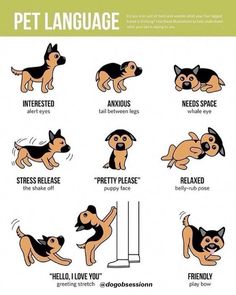 a poster with instructions on how to teach your dog to be playful in the house