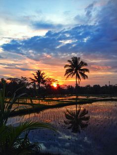 the sun is setting over a rice field with palm trees in the foreground and clouds in the background