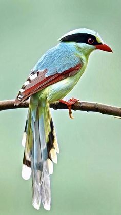 a colorful bird sitting on top of a tree branch with its wings spread out and it's head turned to the side