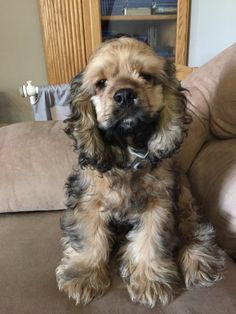 a brown and black dog sitting on top of a couch