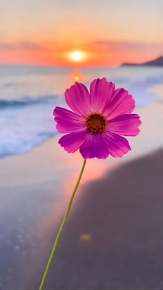 a purple flower sitting on top of a sandy beach next to the ocean at sunset