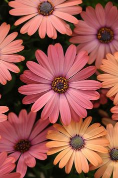 many pink and yellow flowers are together